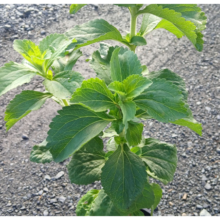Stevia (Sugar Plant)