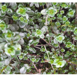 THYME Pizza 0.7L