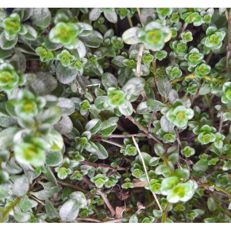 THYME Pizza 0.7L