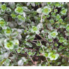 THYME Pizza 0.7L