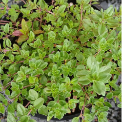 THYME Wild (syn Creeping) 0.7L