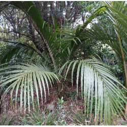Nikau 1.5L