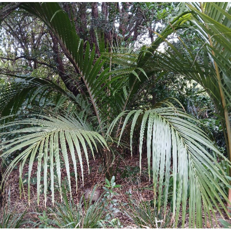 Nikau 1.5L