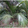 Nikau 1.5L
