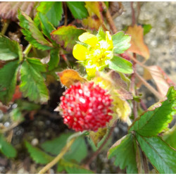 INDIAN STRAWBERRY 0.7L