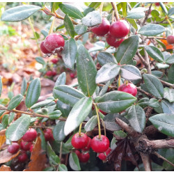 NZ Cranberry 1.3L
