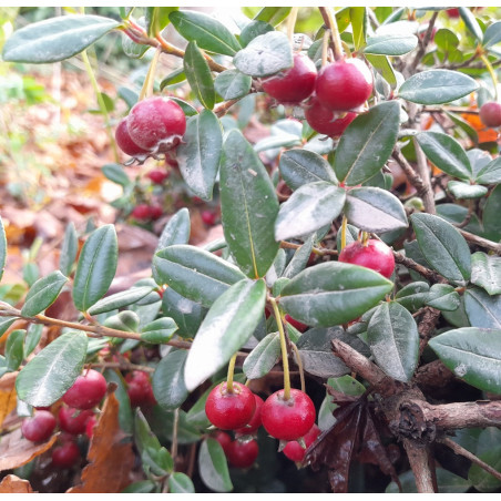 NZ Cranberry 1.3L