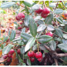 NZ Cranberry 1.3L