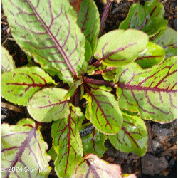 SORREL Red Veined 0.7L
