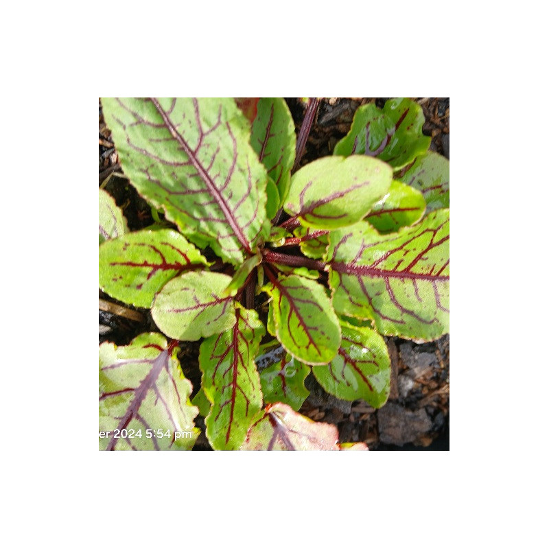 SORREL Red Veined 0.7L SORREL Red Veined 0.7L
