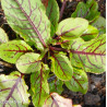 SORREL Red Veined 0.7L