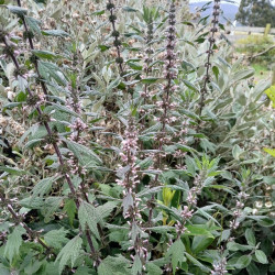 MOTHERWORT 1.3L