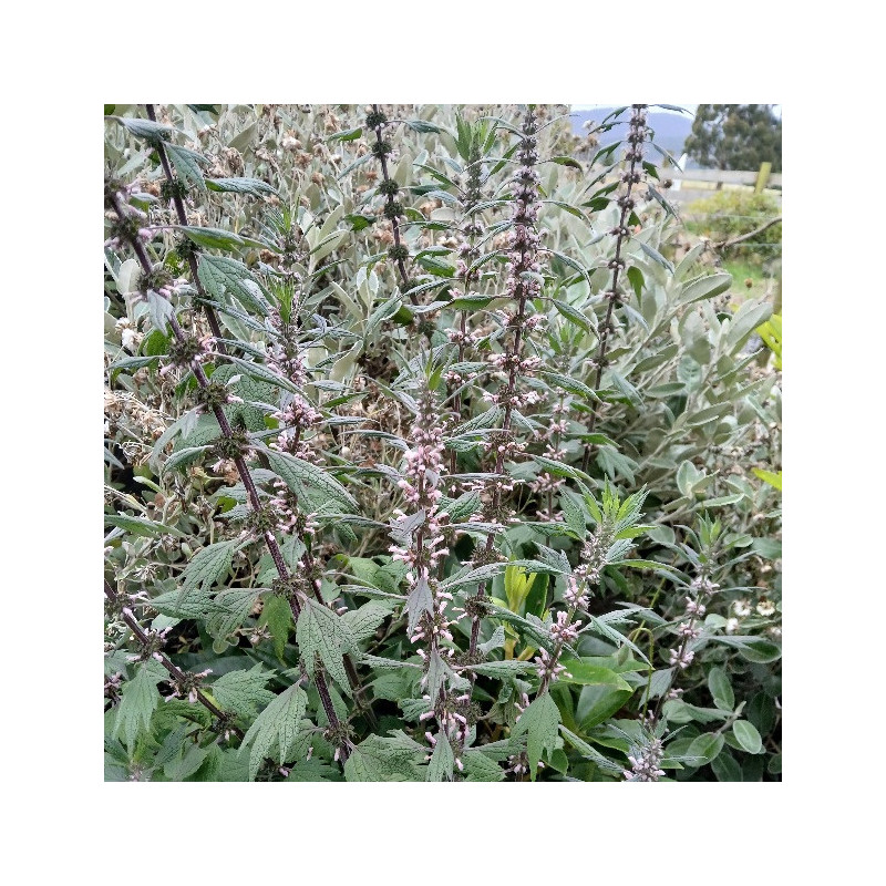 MOTHERWORT 1.3L MOTHERWORT 1.3L