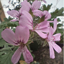 PELARGONIUM Rose 1.3L