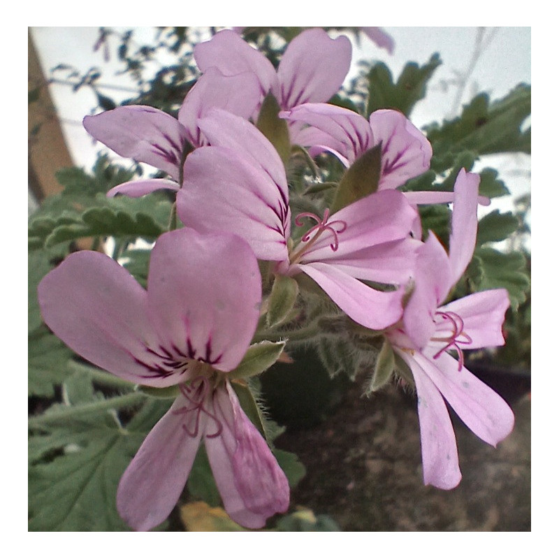 PELARGONIUM Rose 1.3L PELARGONIUM Rose 1.3L