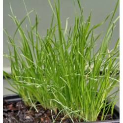 PET GRASS 0.7L