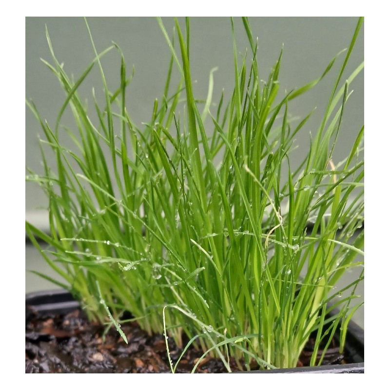 PET GRASS 0.7L PET GRASS 0.7L