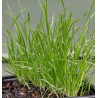 PET GRASS 0.7L