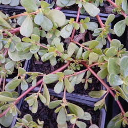 PURSLANE
