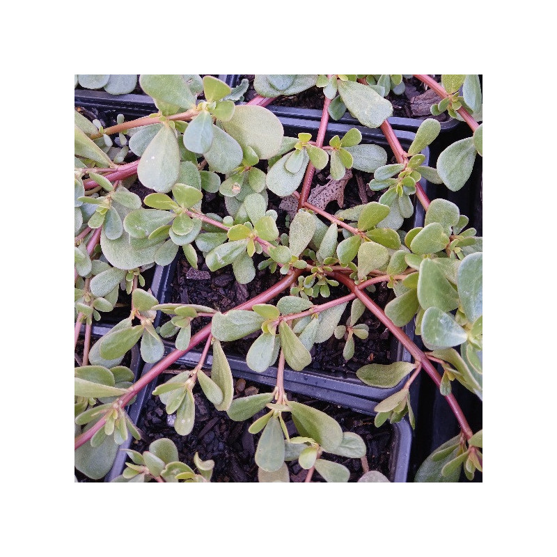 PURSLANE PURSLANE