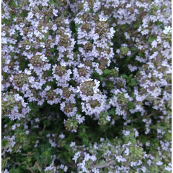 THYME English Winter 0.7L