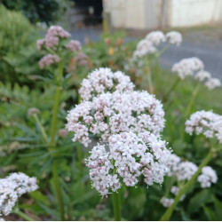 Valerian 0.7L OR 1.3L