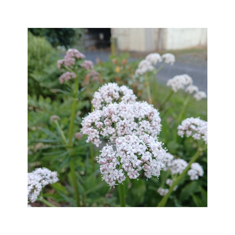 Valerian 0.7L OR 1.3L