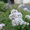 Valerian 0.7L OR 1.3L