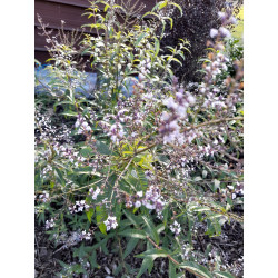 Lemon Verbena