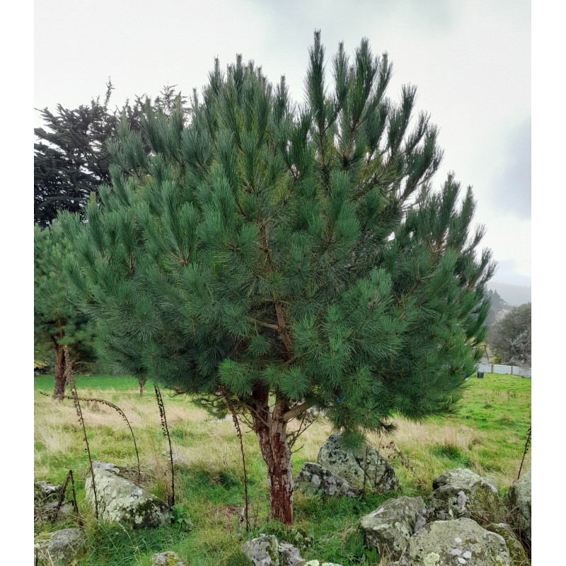 STONE PINE 1.3L STONE PINE 1.3L