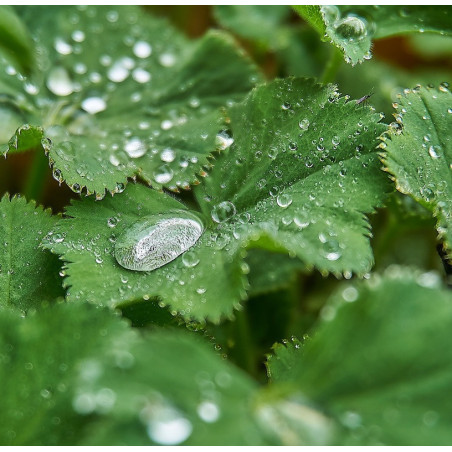 Lady's Mantle 0.7L OR 1.3L