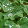 Lady's Mantle 0.7L OR 1.3L